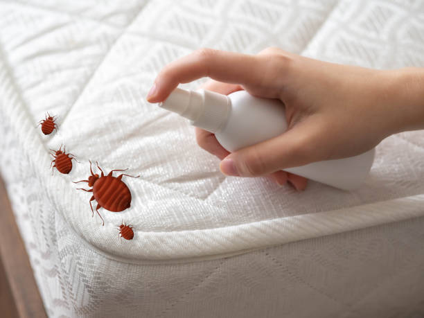 Best Affordable Pest Control Services  in Manor, TX